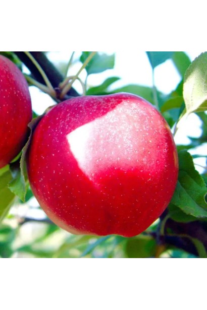 Стиглі яблука сорту ‘Гала Галексі’ в саду